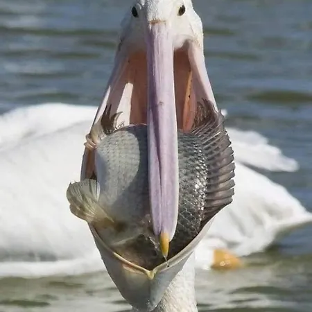 Casa Tanase Apartamento