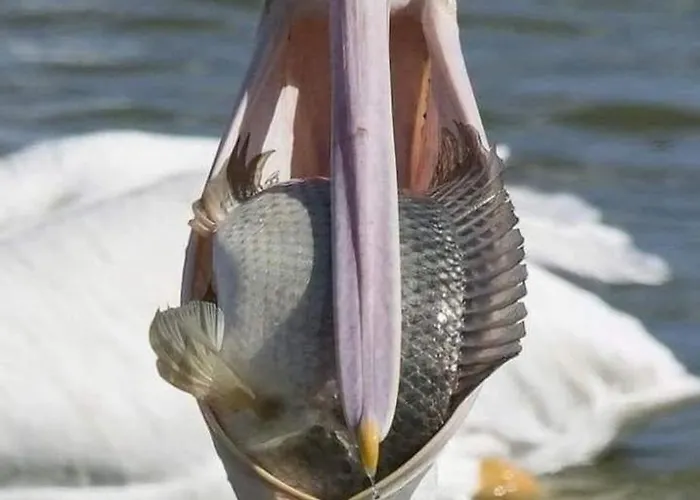 Casa Tanase Apartment